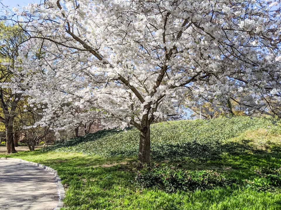 High Park - Top things to do in Toronto in Spring!